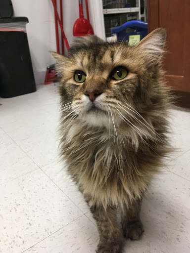 My Maine Coon World