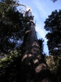 Free Image Hosting at www.ImageShack.us
