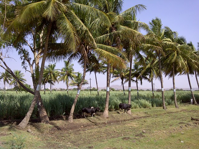 Farm on the opposite side of Kanchan Vrundavan - Visit Kanchan Vrundavan, 1 BHK & 2 BHK Flats at Koregaon Mul, near Uruli Kanchan Pune 412202