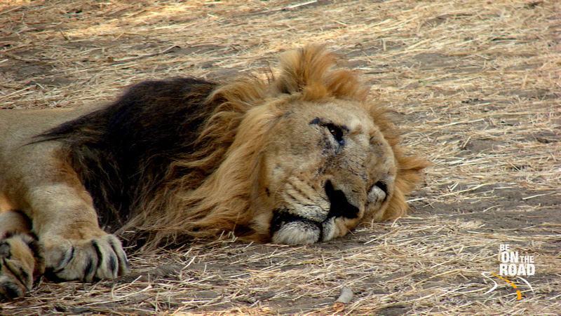The pride of Gujarat....the rare Asiatic lion at Gir National Park, Gujarat, India