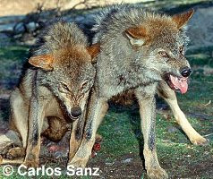 Lobo ibérico (Canis lupus signatus) Lobo ibérico (Canis lupus signatus)