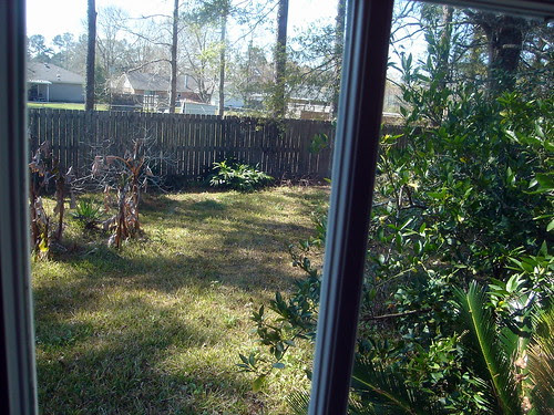 View into the Half-Dead Yard