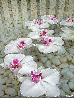 Белые орхидеи в воде