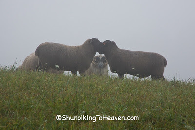 Scottish Blackfaced Sheep in the Foggy Meadow, Richland County, Wisconsin