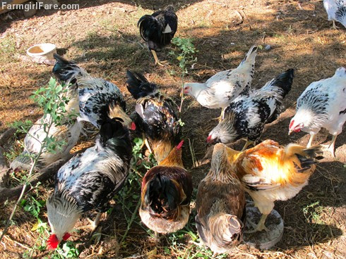 (19-5) How many roosters do you see in this picture - too many - FarmgirlFare.com