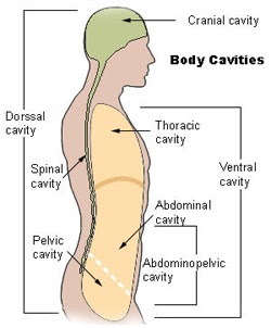 Basic Back And Side Anatomy' / Female Anatomy View Stock Illustration