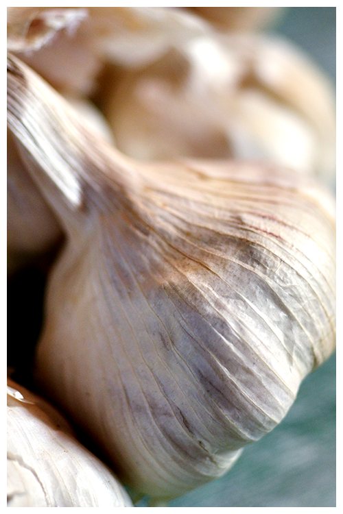 garlic© by Haalo
