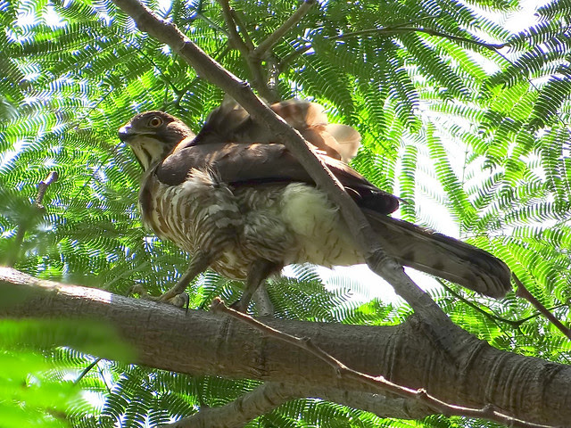 鳳頭蒼鷹/無限台南