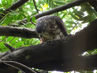 鳳頭蒼鷹/無限台南