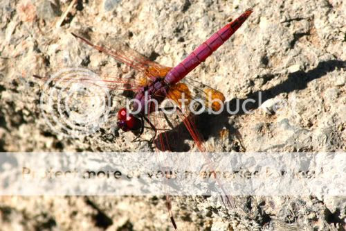 A dragonfly at Wadi Damm