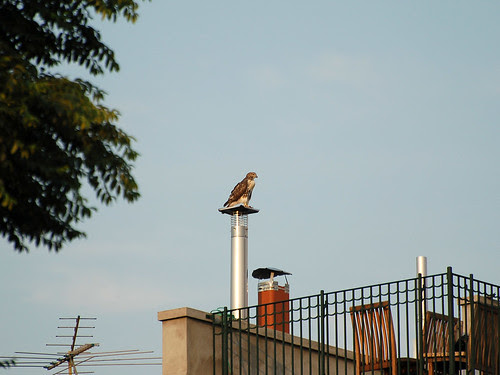 Roof-Deck Hawk