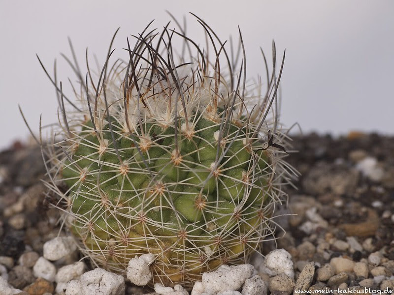 TUrbinicarpus sauerii ssp. nelissae