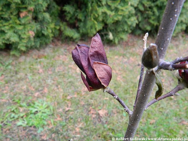 magnolia Genie magnolia Genie