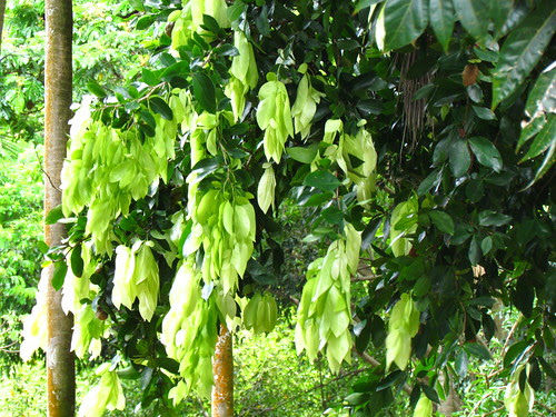 Allerton Garden
