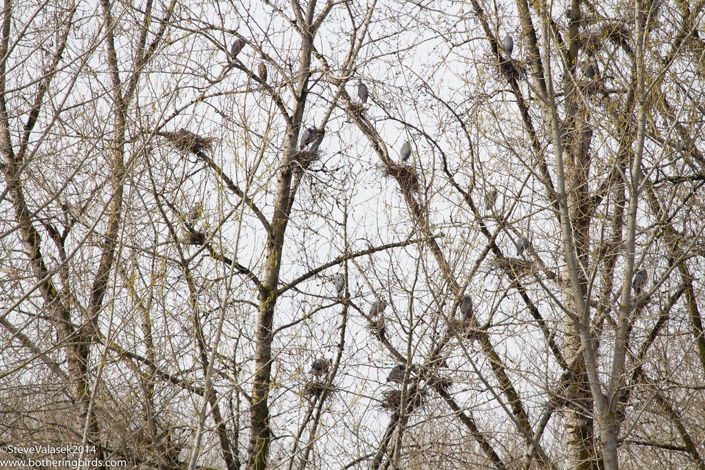 Great-Blue Heron Rookery