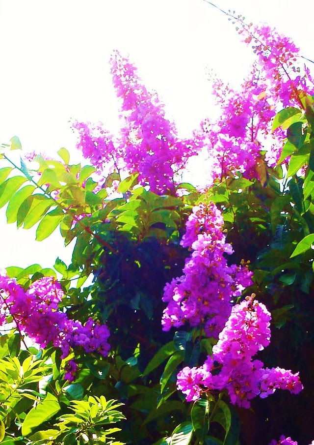 美しい花の画像 ラブリー沖縄 花 図鑑