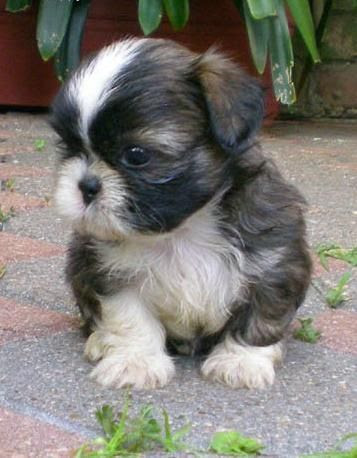 Chihuahua X Shih Tzu Puppies For Sale - Pets Lovers