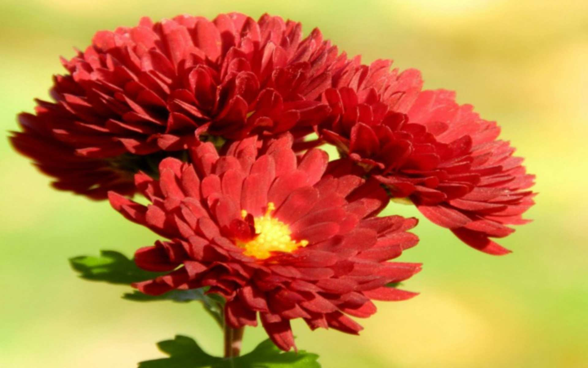 Red Flower name.