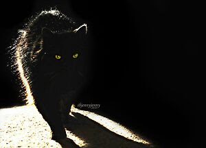 Black cat in sunlight
