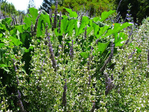 Is there anything the Calamint doesn't work with?