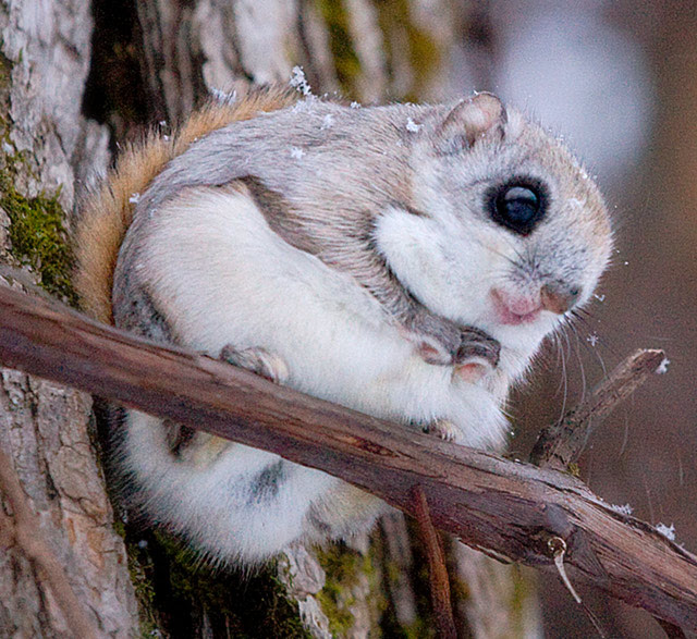 The World's Dangerous Animal: The World's Dangerous Animal In Japan