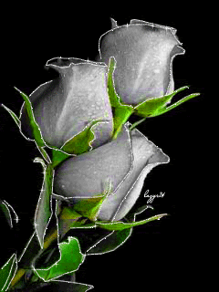 Трио белых роз