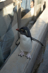 客のバックを気にするペンギン