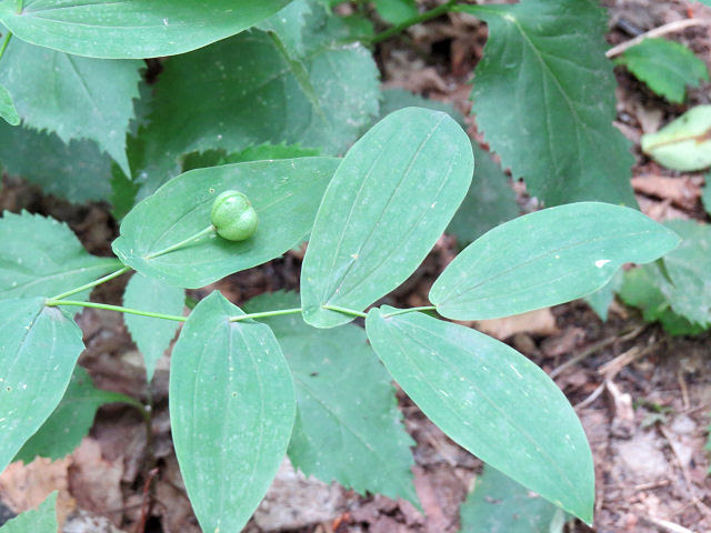 large-flowered bellwort seed pods