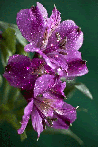 Beautiful Flowers Gif Video Download Beauty Decor