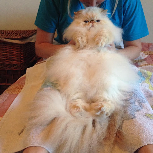 Persian Cat Lifespan Indoor Pets Lovers