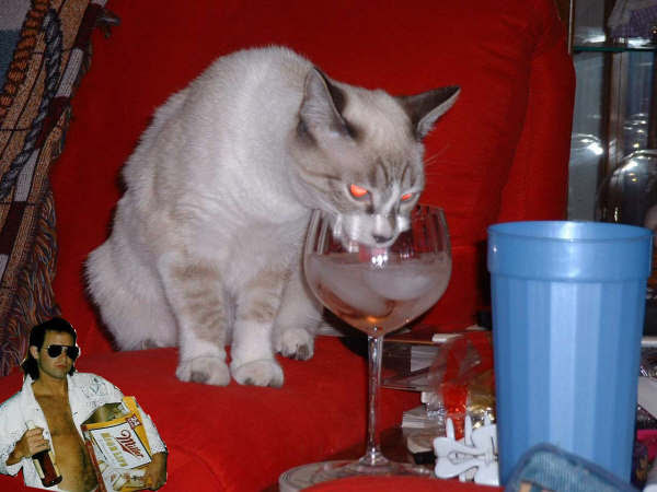 highlife cat