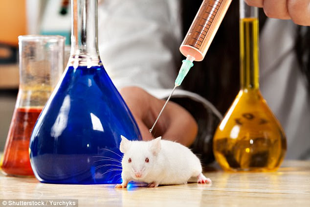 Paraplegic rats have walked after receiving stem cell therapy, new research reveals (stock)