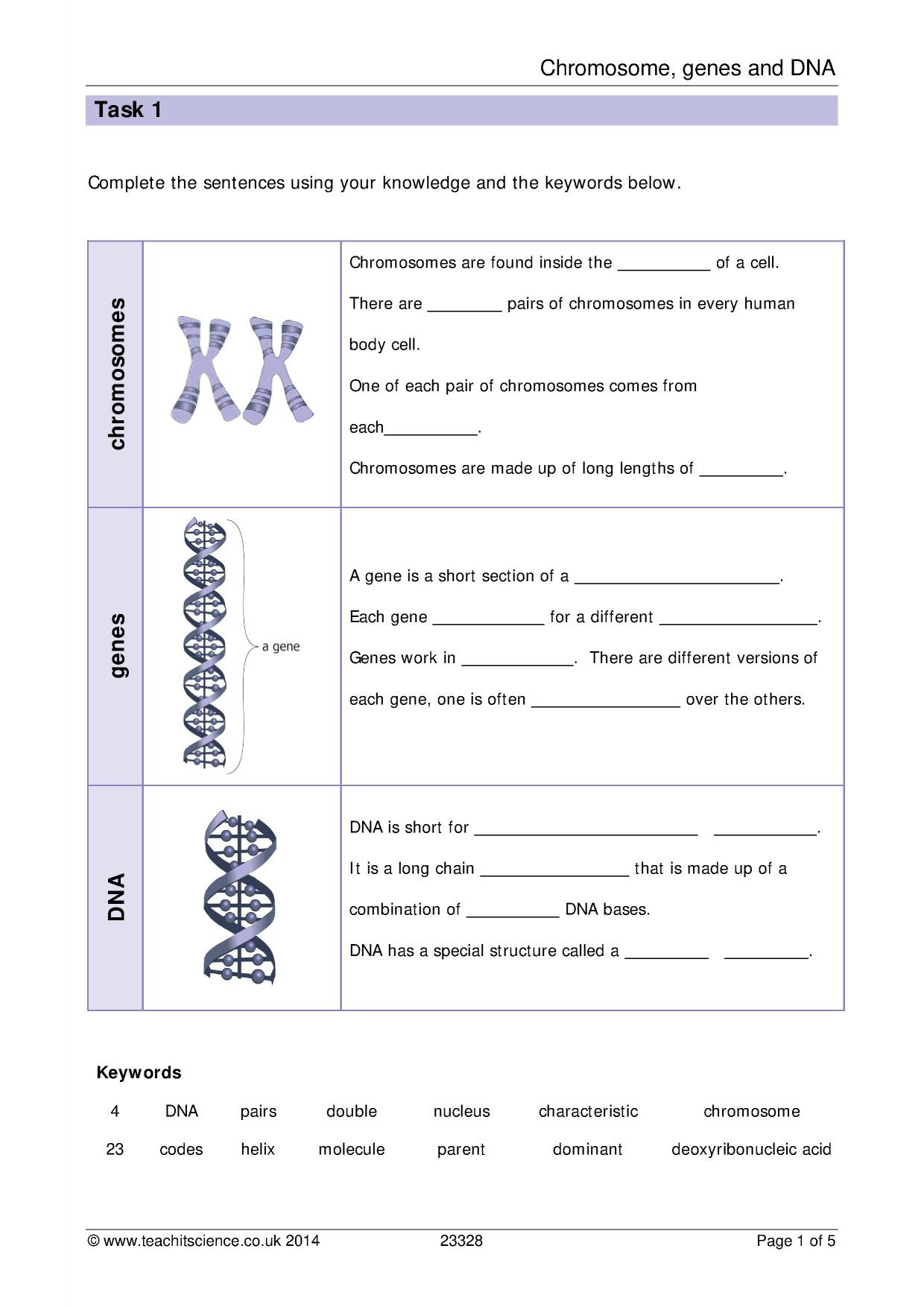 amoeba-sisters-alleles-and-genes-worksheet-dna-chromosomes-genes-and-traits-an-intro-to