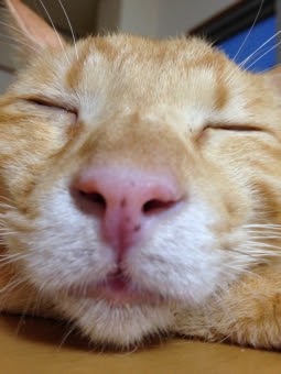 猫 寝顔 ブサイク Japan Image