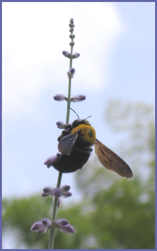 F04 bumblebee : click for enlargement