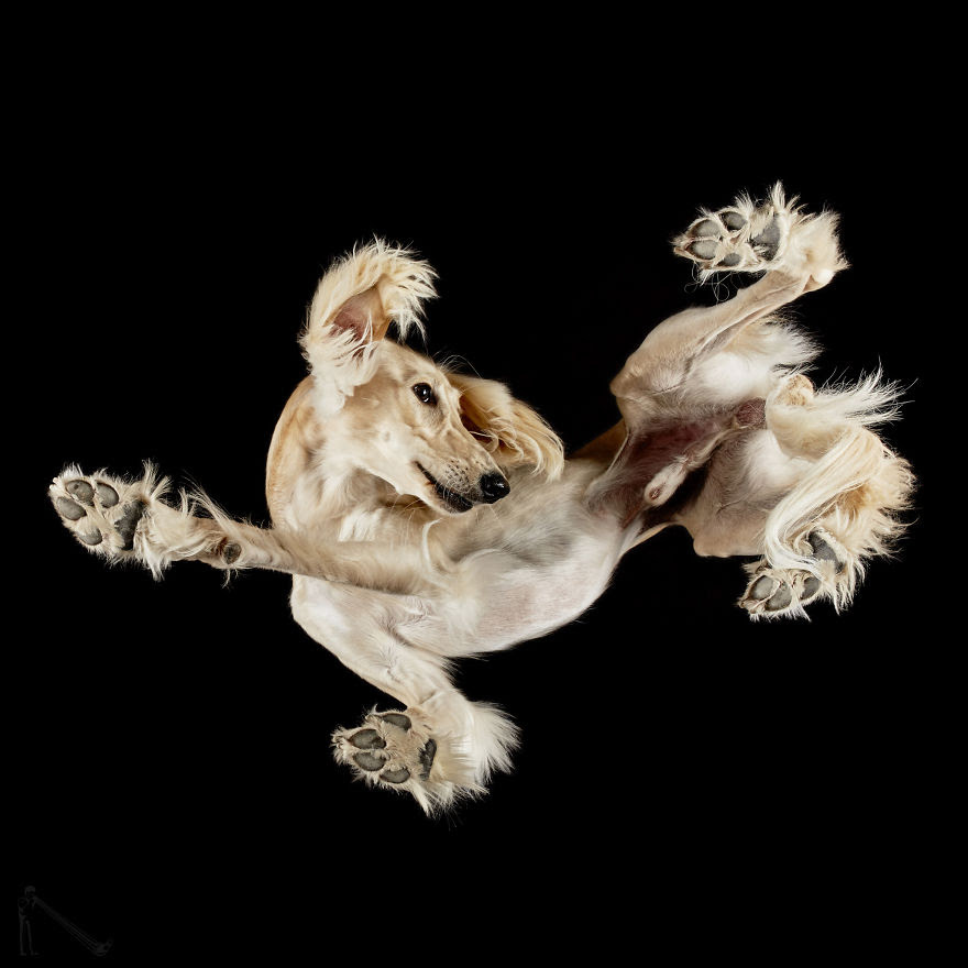Under-dogs: I Photograph Dogs From Underneath Under-dogs: I Photograph Dogs From Underneath
