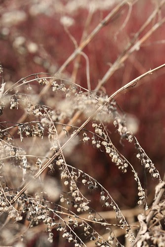 red-gold