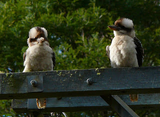 Kookaburras, South Hobart - 19th July 2008