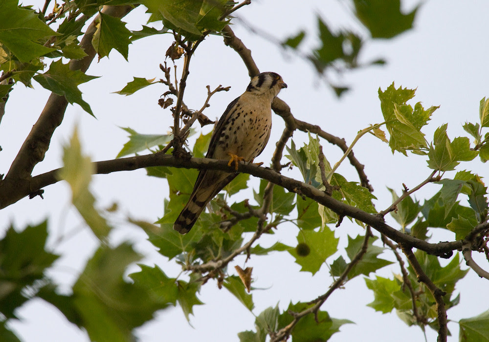 AmericanKestrel