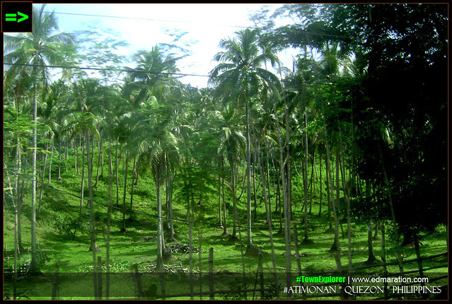 ...everywhere is a view with the coconuts therein.