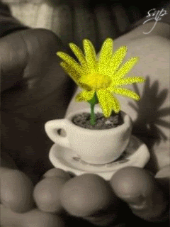 Цветок в чашке в руках