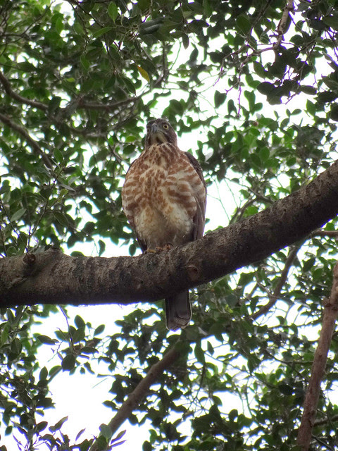 鳳頭蒼鷹/無限台南