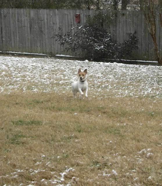jack russell
