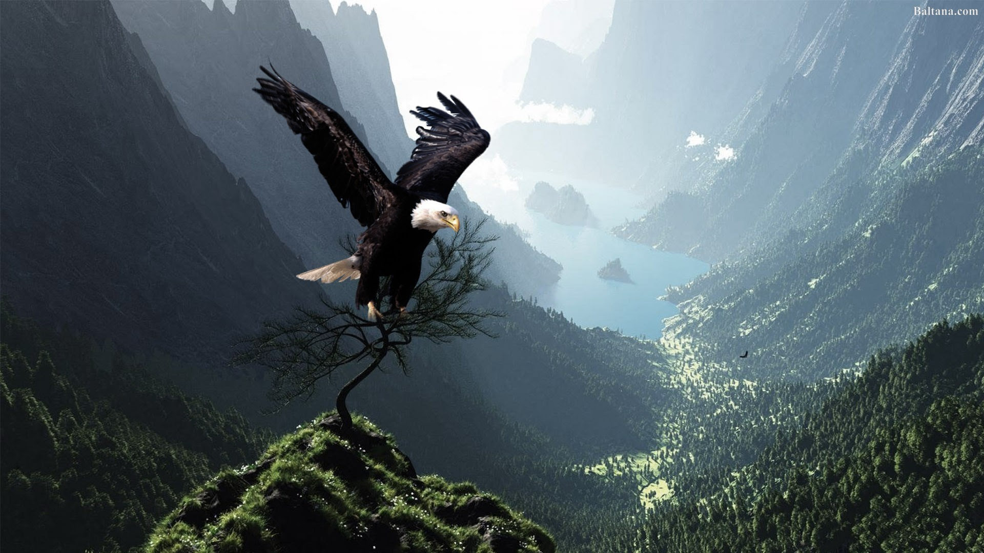 30++ Wallpaper Anime Eagle