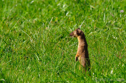 Long-tailed weasel