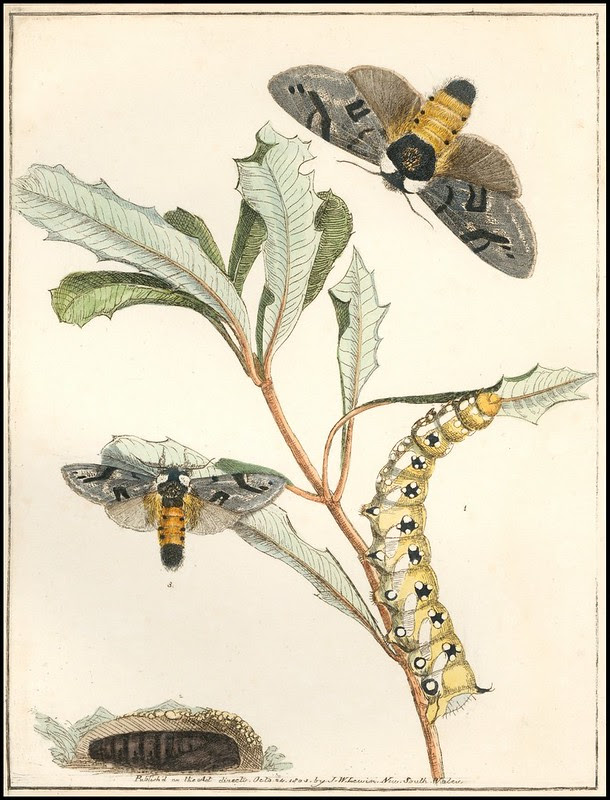 Banksia Beauty (banksia moth – Psalidostetha banksiae) 1803