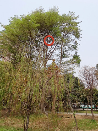 鳳頭蒼鷹/無限台南