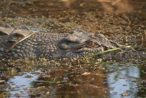 Saltwater Crocodile