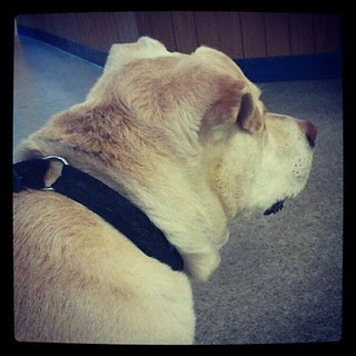 Zeus' turn at the vet...waiting to get blood drawn and pick up his sister! #dogs #bigdog #dogstagram #happydog