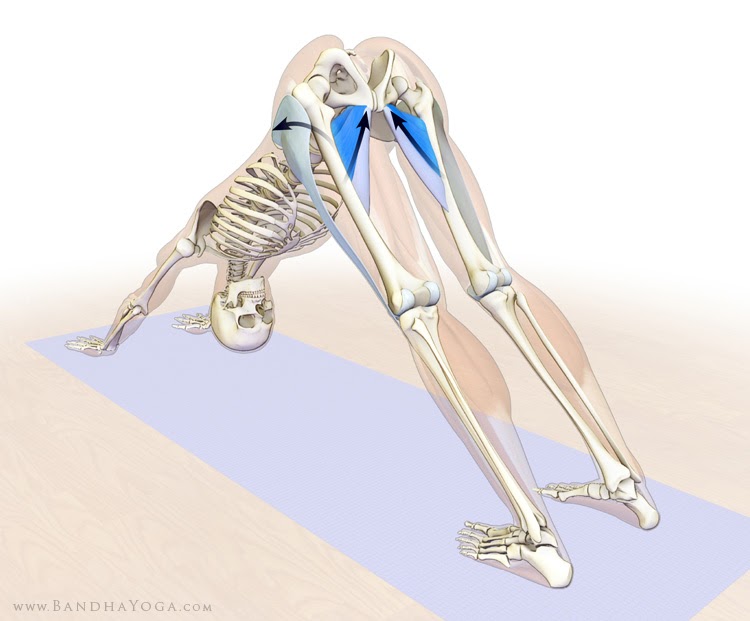 The Daily Bandha: How to Use the Adductor Muscles to Refine Downward Dog